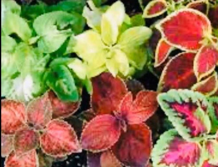 Plantes & graines: 50 SAMEN  VON “RAINBOW COLEUS MIX” – Neuf avec emballage d'origine à Rovio par POSITIFFARTandPLANTS 5