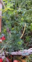 Pianta di Ruta in vaso, ottima per il tuo giardino