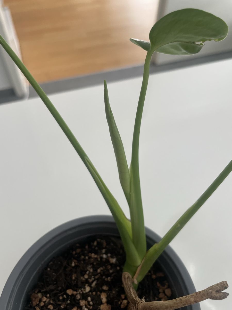 Piante & sementi: Baby monstera – Usato da Bern venduto da adr_62mn 1