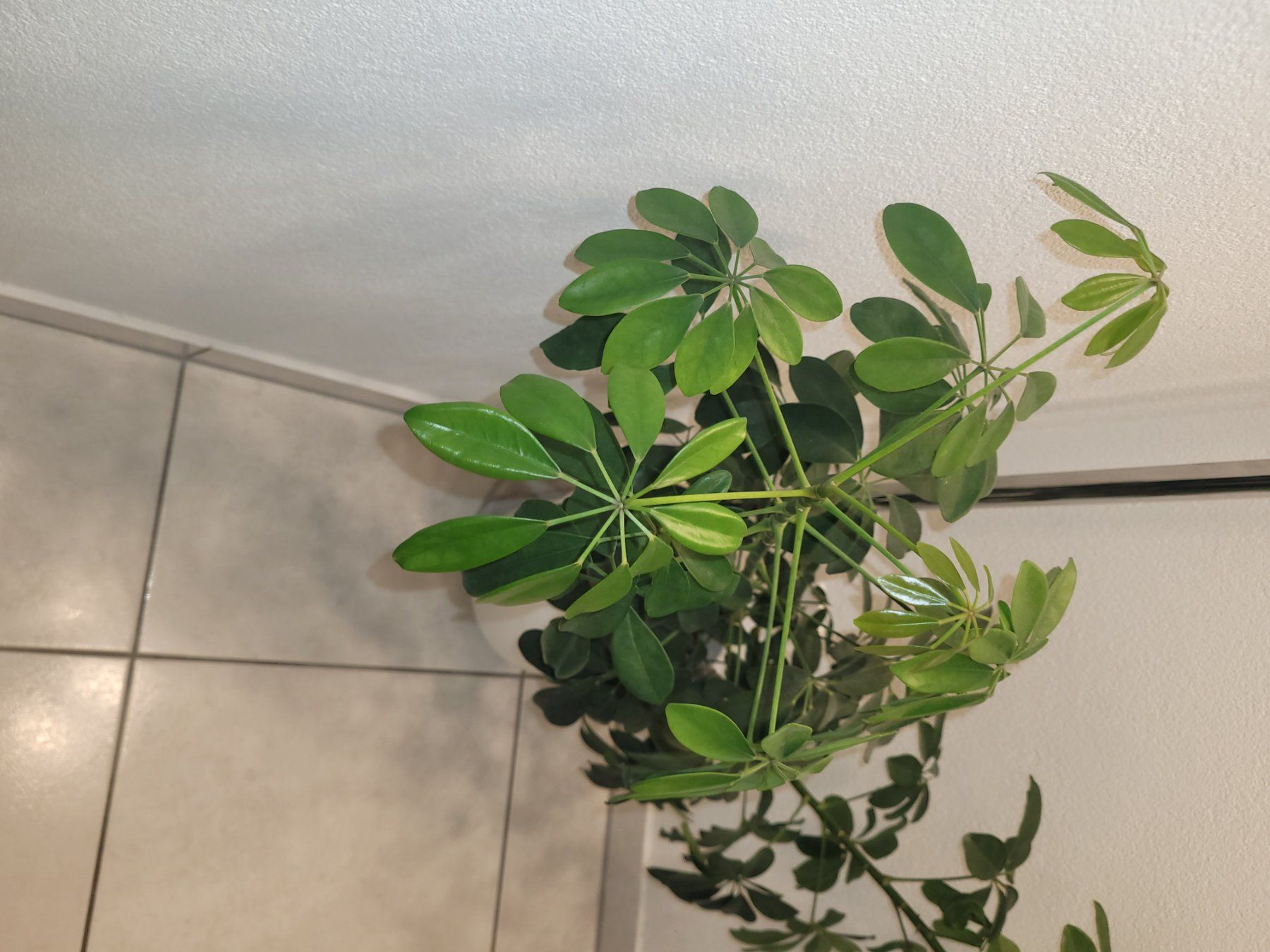 Piante & sementi: Grosse Schefflera abzugeben / Zimmerpflanze – Nuovo e nell'imballaggio originale da Bassersdorf venduto da kid_fm98 3