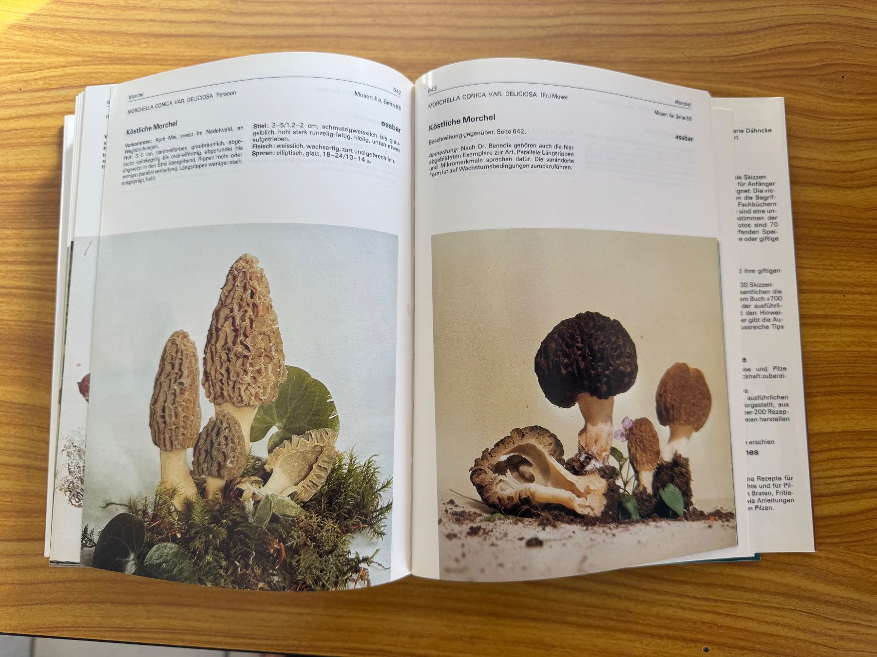 Libri: Buch Pilze Geschenk Dähncke – Usato da Steffisburg venduto da smocky17 3