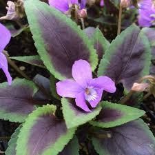 Piante & sementi: Violette à feuillage panaché  2x – Nuovo (secondo la descrizione) da Bremblens venduto da FIBONACCI369