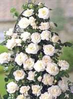 Weiße XL Kletterrose, H 80 cm. Erwachsene Pflanze im Topf