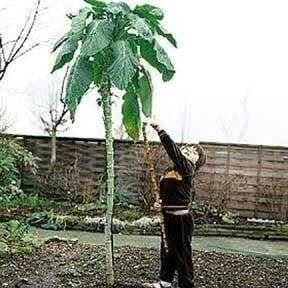 Piante & sementi: Chou arbre géant ! RARE 30g – Nuovo (secondo la descrizione) da Bremblens venduto da FIBONACCI369