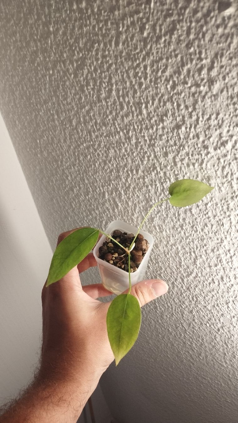 Piante & sementi: Anthurium Vittarifolium 🌱 – Usato da Zürich venduto da nik_2qzj 1