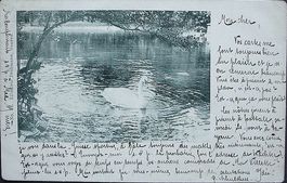 YVERDON Schwan im See 1899