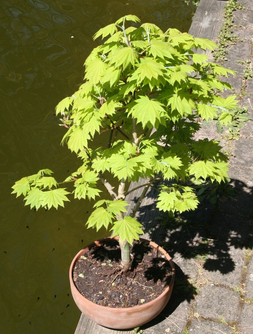 Piante & sementi: BONSAI  -  Goldahorn – Usato da Gretzenbach venduto da Sikim