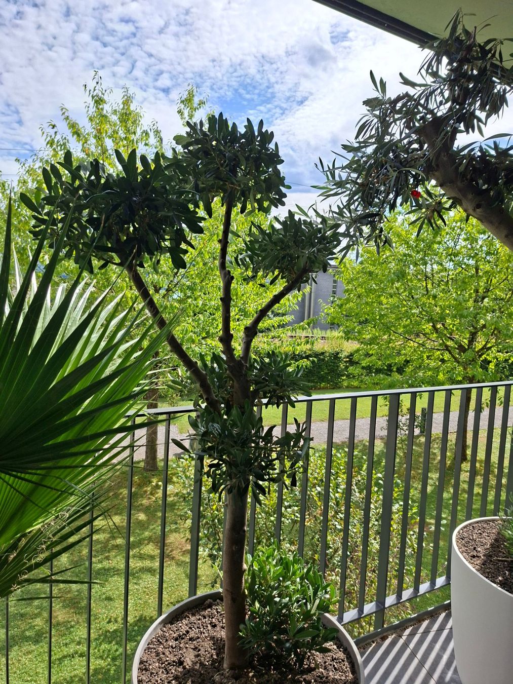Pflanzen & Samen: Bonsai Olivenbaum – Neu (gemäss Beschreibung) aus Männedorf von Olivenbaum26