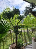 Bonsai Olivenbaum