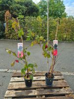 2er-Set Brombeerpflanzen – Winterhart & mehrjährig