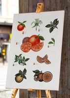 A3 Frucht Druck Art Print von Handgemalte Botanische Orange