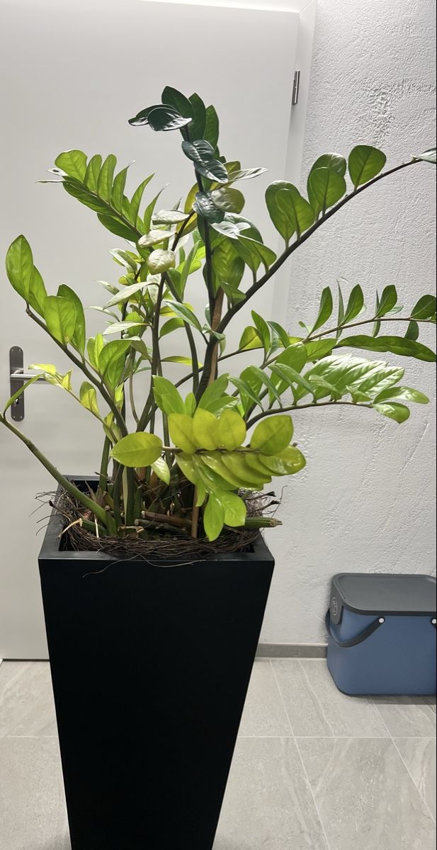 Plantes & graines: Zimmerpflanze inkl. Topf – D'occasion à Biberist par Elli1984 2
