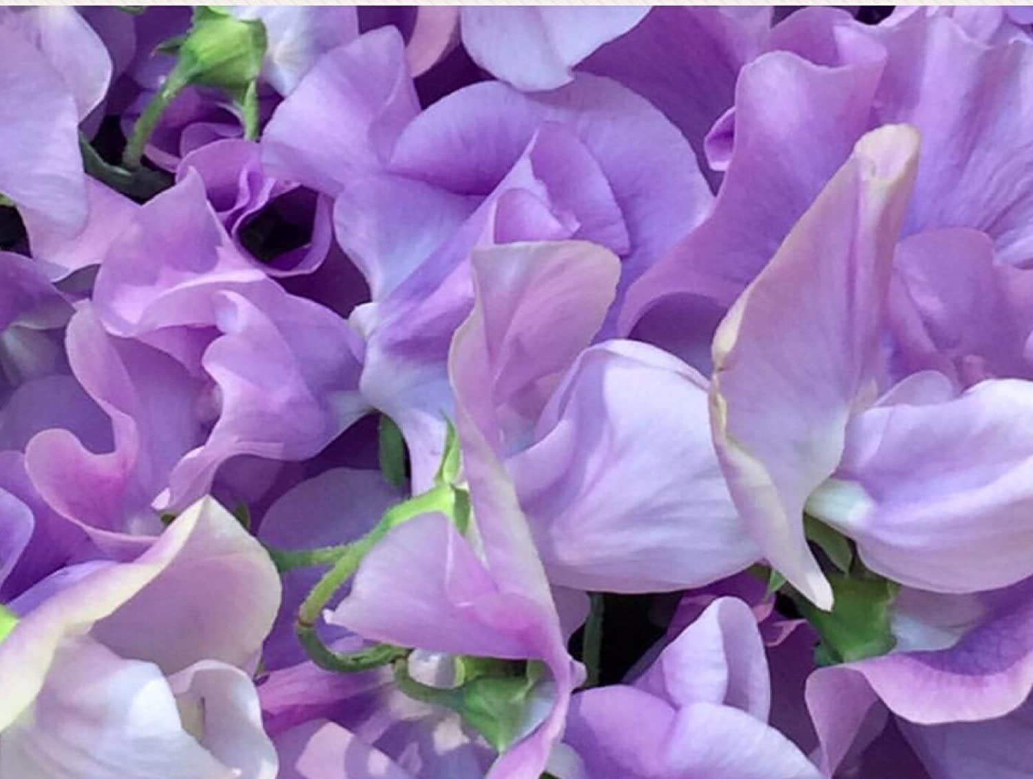 Pflanzen & Samen: 15 Samen Duftwicke ELEGANCE LAVENDER – Neu (gemäss Beschreibung) aus Ehrendingen von VerveinaSamen 4