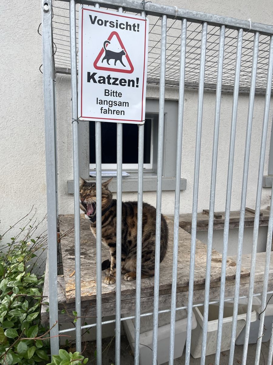 Gabbie, trasporto & Sicurezza: Gehege – Usato da Märstetten venduto da masenka 1