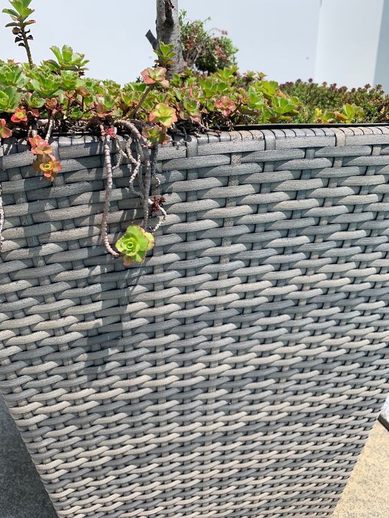 Blumengefäss Rattan Kaufen auf Ricardo