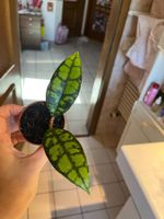 Hoya callistophylla black cat plante d’intérieur