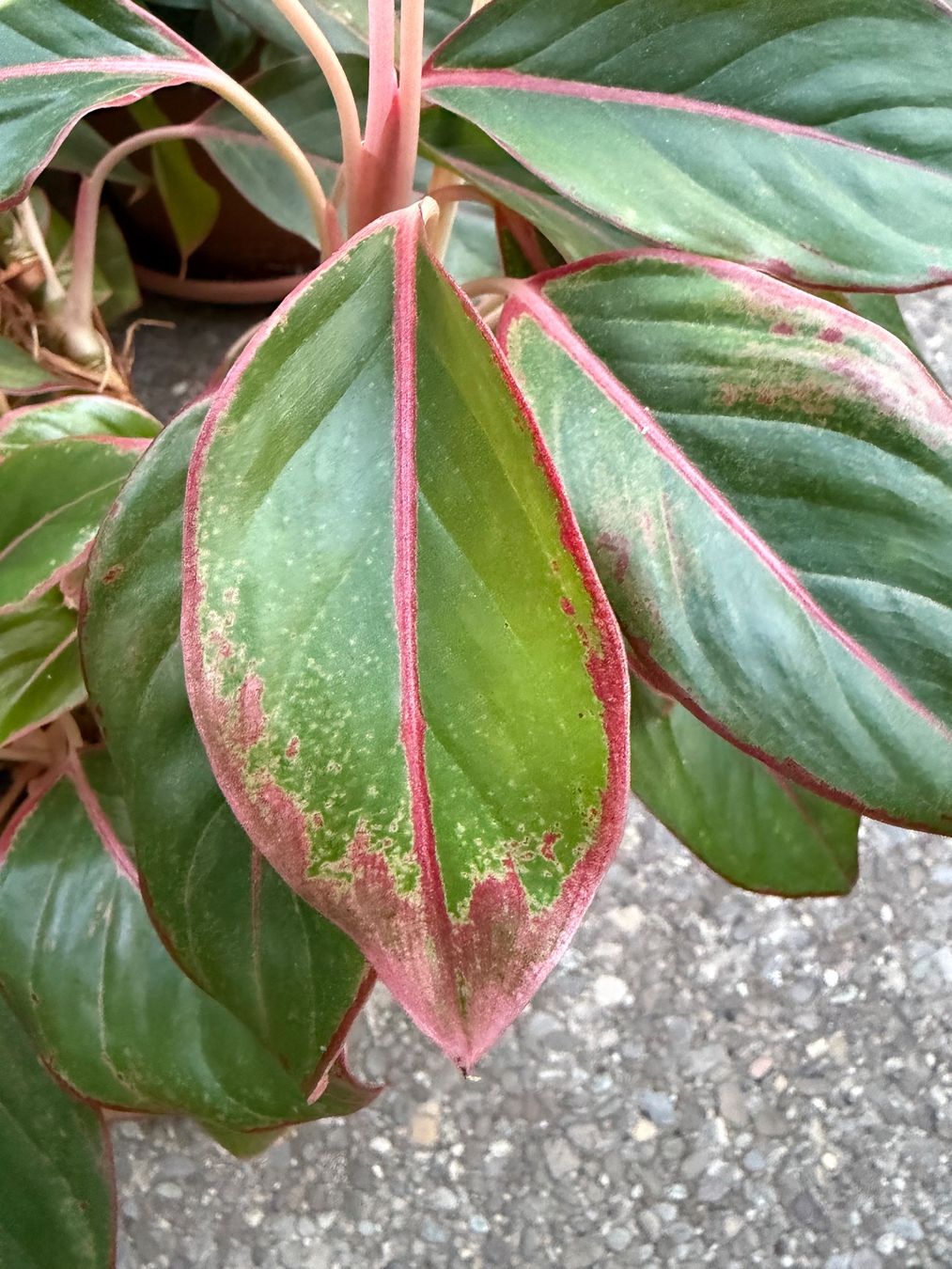 Plantes & graines: Aglaonema, grosser, bewurzelter Steckling – Neuf (Voir description) à Winterthur par Aniger 6