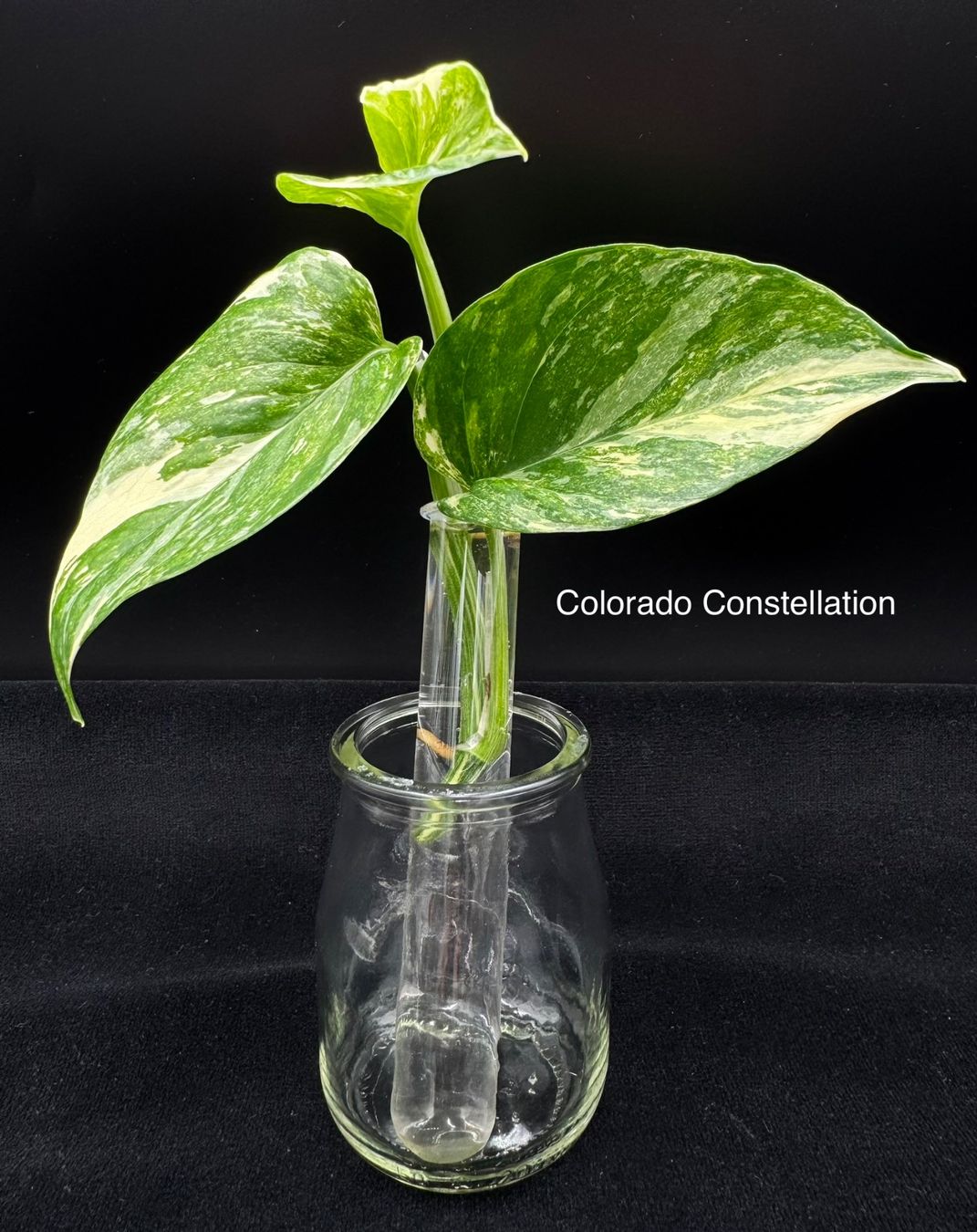 Plantes & graines: Epipremnum aureum 'Colorado Constellation' – Neuf (Voir description) à Bühler par googelibear
