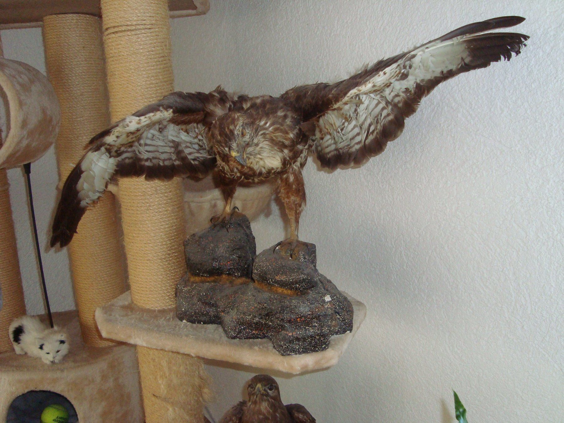Welt der Tiere: mäusebussard – Gebraucht aus Münsingen von Grabliechtli 1