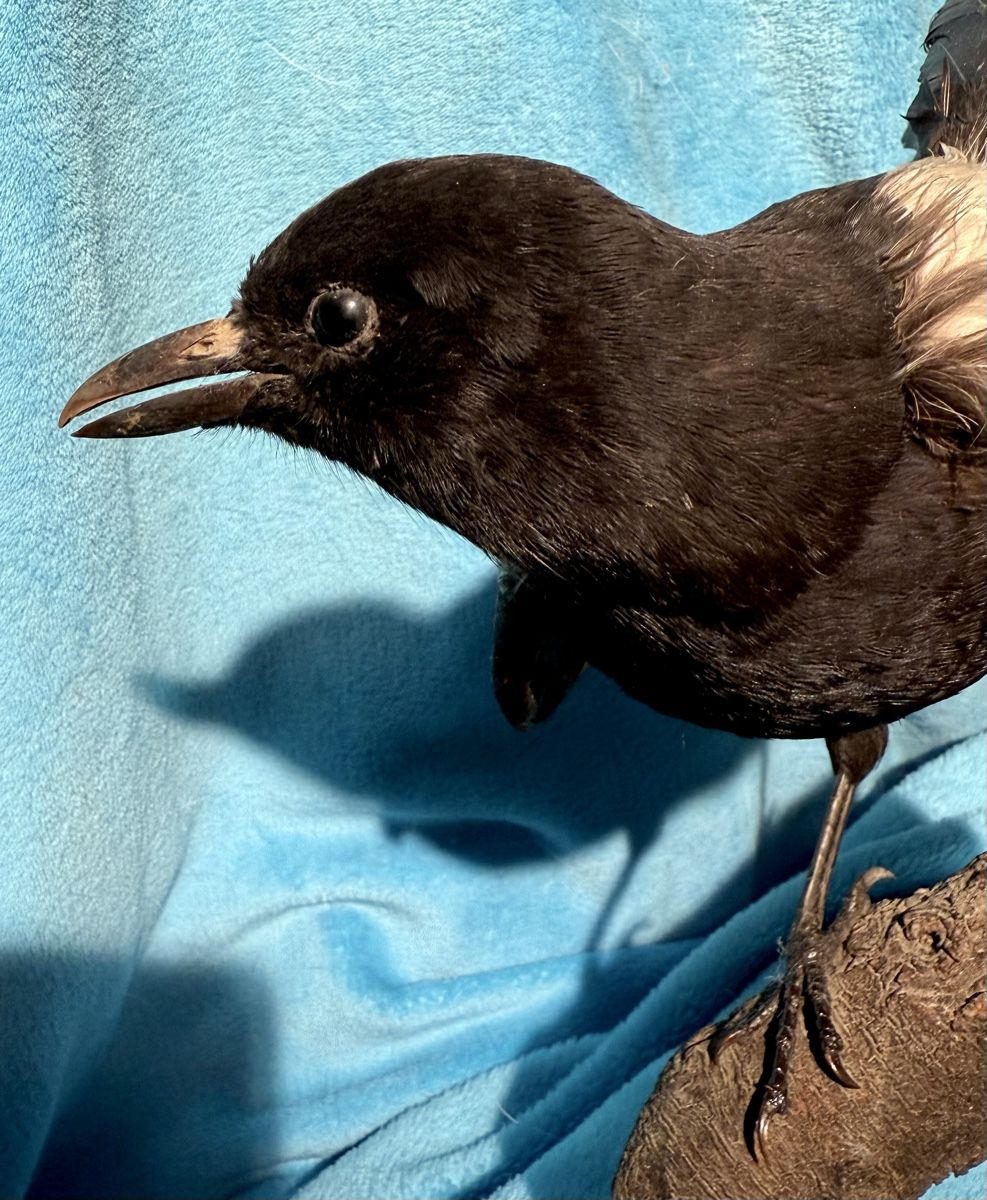 Il mondo degli animali: ELSTER Vogelpräparat – Usato da Bern venduto da felberunderground 2
