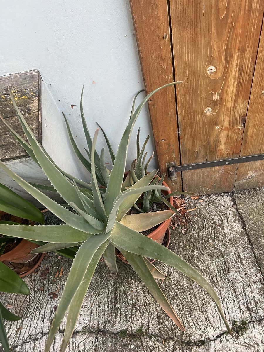 Pflanzen & Samen: Aloe Vera – Gebraucht aus Arboldswil von CJDA 1