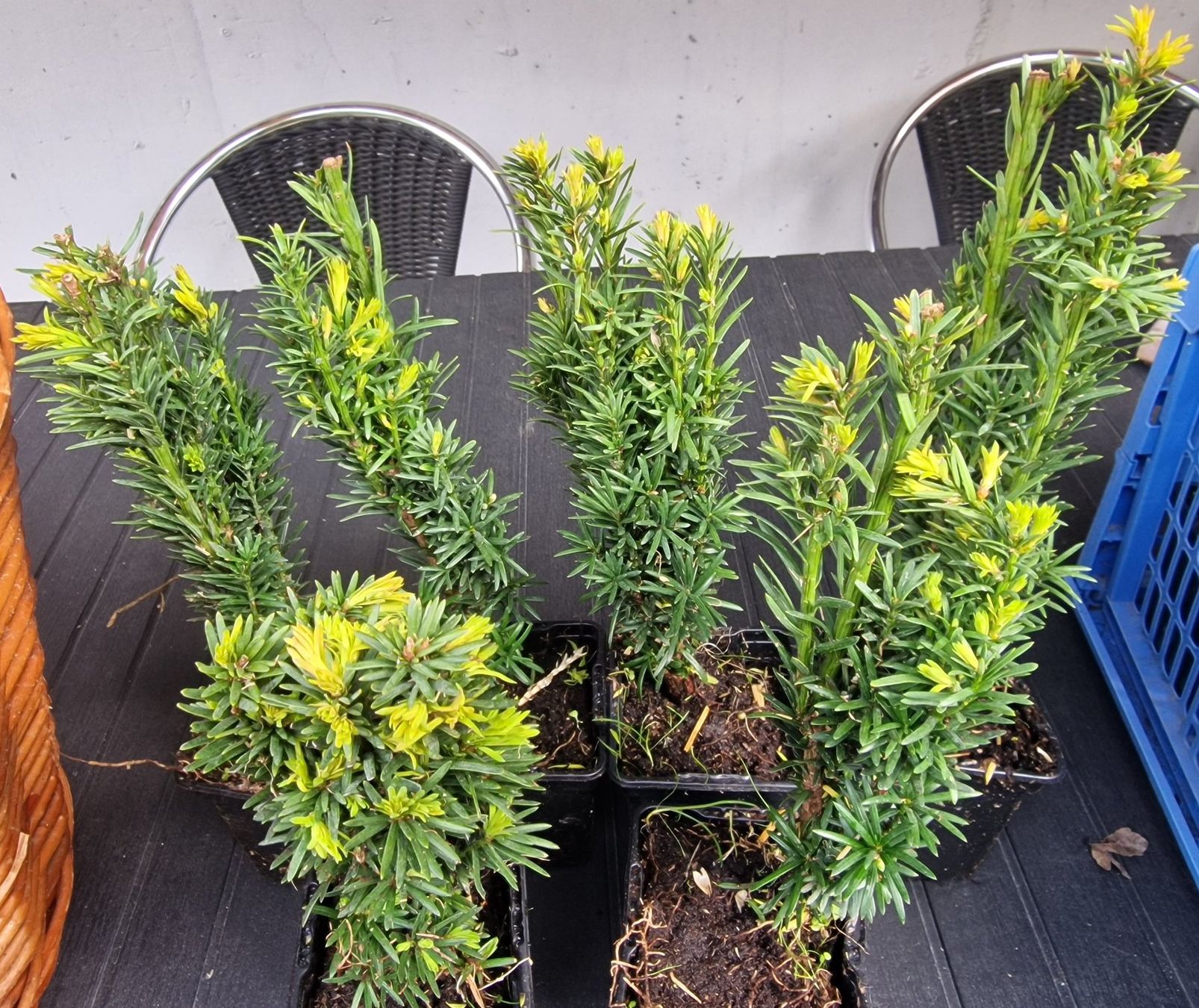 Pflanzen & Samen: Säuleneibe Taxus baccata Fastigiata Robusta Eibe – Gebraucht aus Uerkheim von Justi.y 4