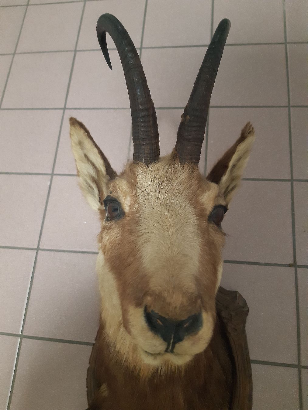 Il mondo degli animali: CHAMOIS Forêt noir. Taxidermie – Usato da Genève venduto da dieudedieu 2