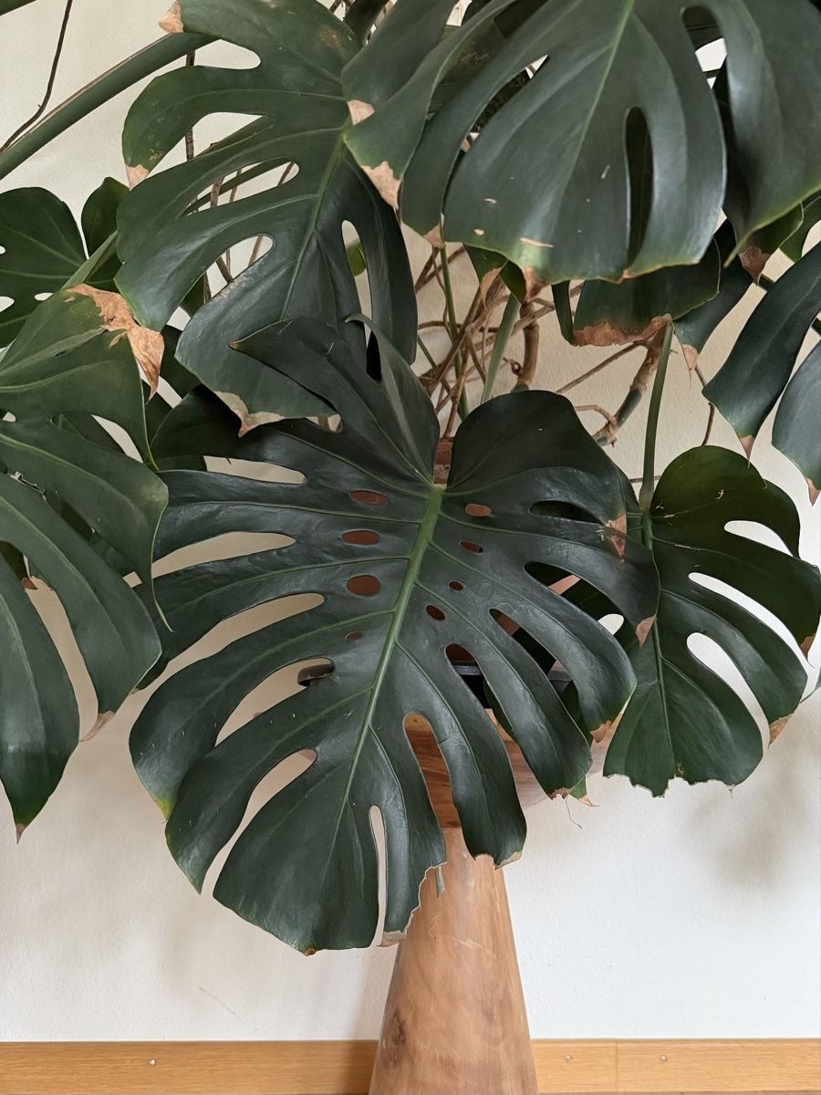 Pflanzen & Samen: Monstera sehr gross – Gebraucht aus Zürich von sariella 2