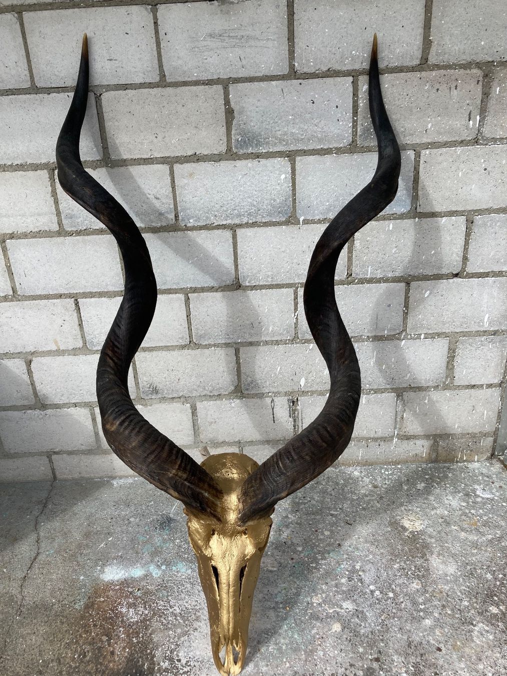 Il mondo degli animali: Kudu Trophäe 2 – Usato da Grosswangen venduto da arum01