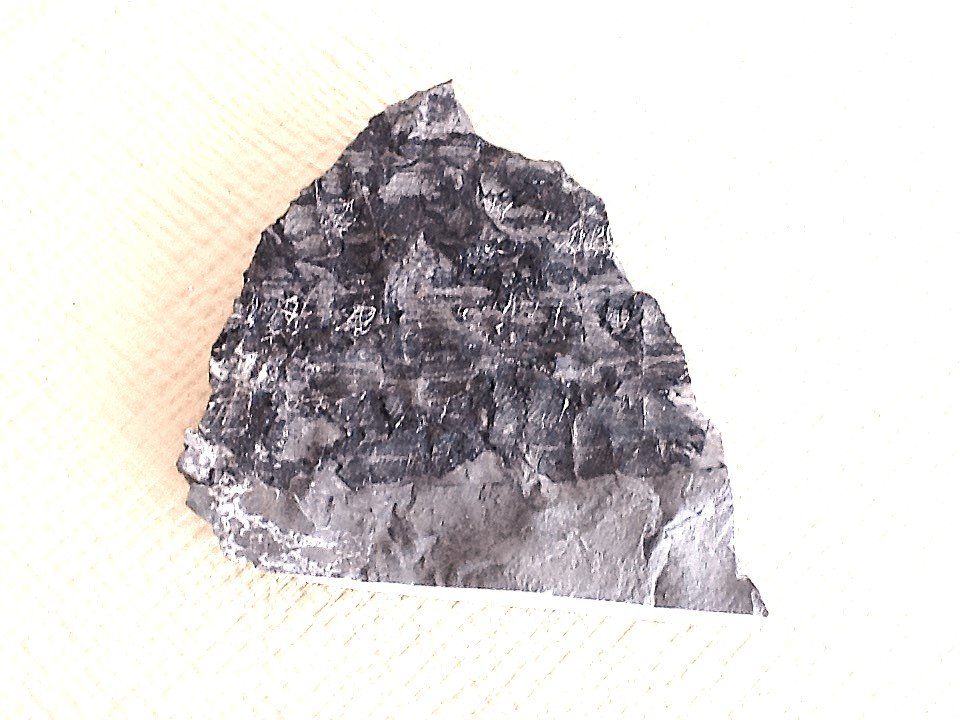 Fossili: Fossilien aus der Schweiz – Usato da Olten venduto da smiples