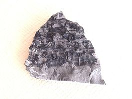Fossilien aus der Schweiz