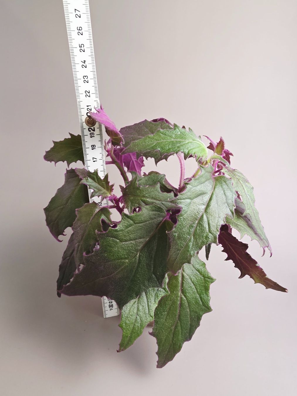 Pflanzen & Samen: Gynura aurantiaca Steckling – Neu (gemäss Beschreibung) aus Gerolfingen von Azora 4