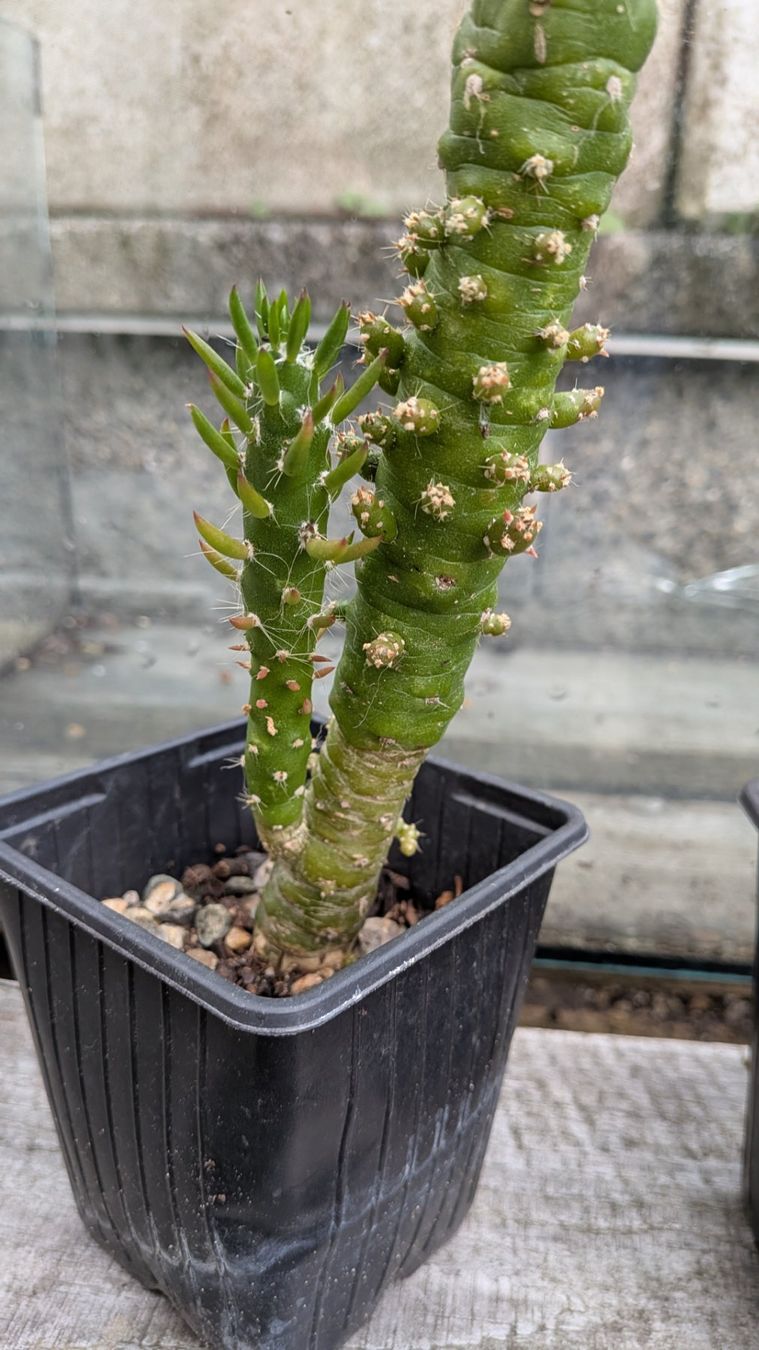 Pflanzen & Samen: Kaktus Opuntia 2 verschiedene – Gebraucht aus Horw von Rebuho 3