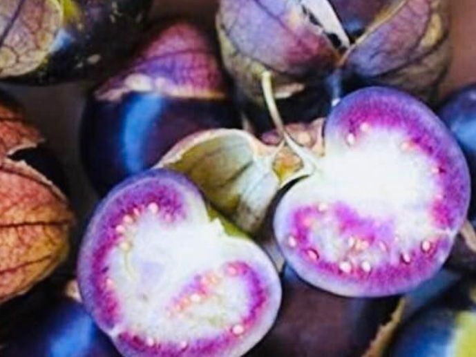 Ab 1. fr 10 SAMEN MEXICO LILLA PURPLE TOMATILLO x CHUTNEY‪ Kaufen