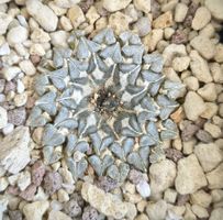 Ariocarpus kotschoubeyanus