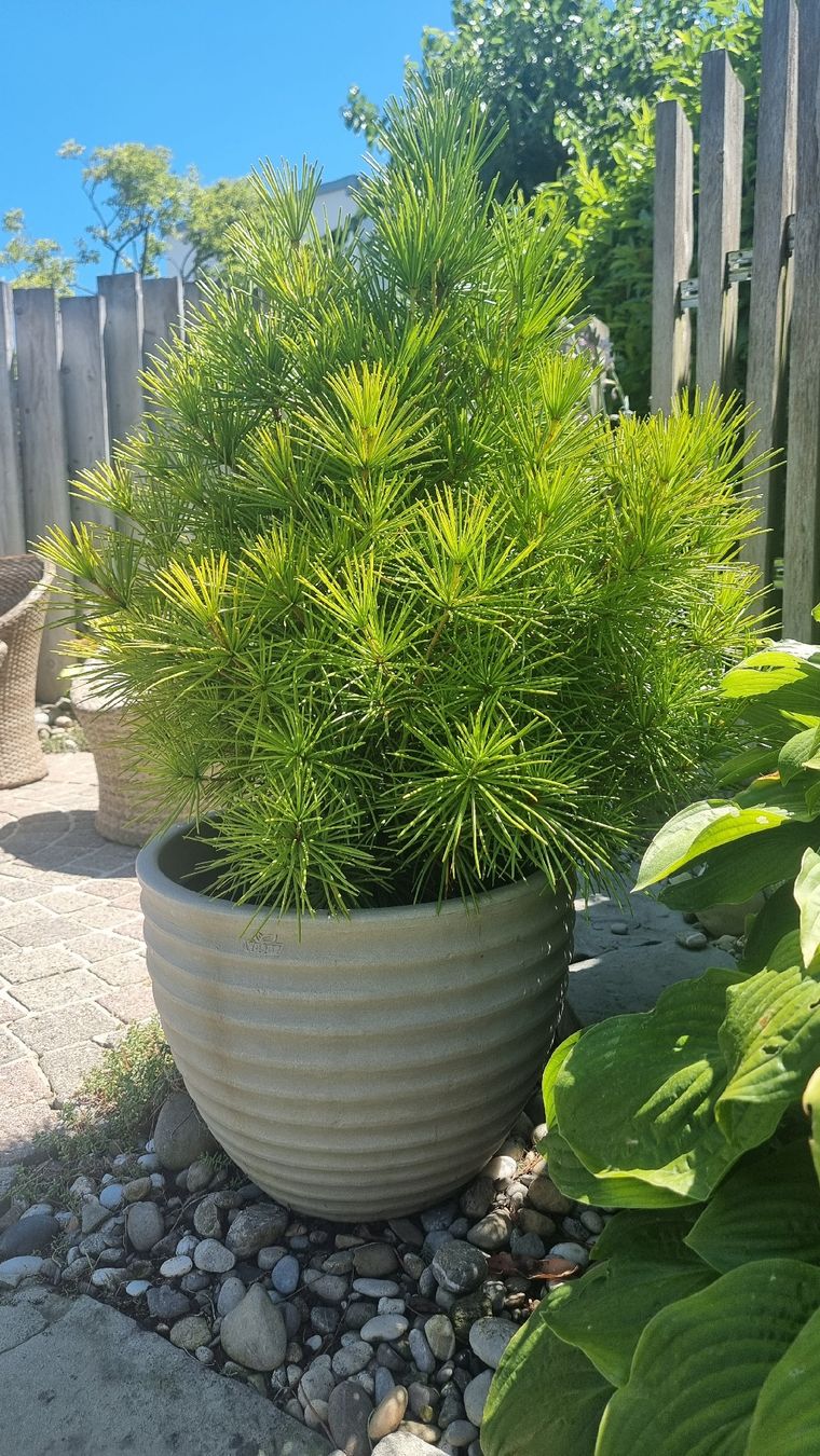 Plantes & graines: Japanische schirmtanne  – D'occasion à Bottighofen par buzz02
