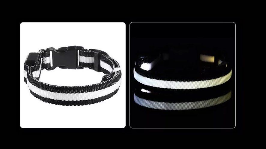 Leine & Halsband: LED Hunde Leuchthalsband - Grösse S in Orange – Neu und originalverpackt aus Werdenberg von EXA-Animal-World 4