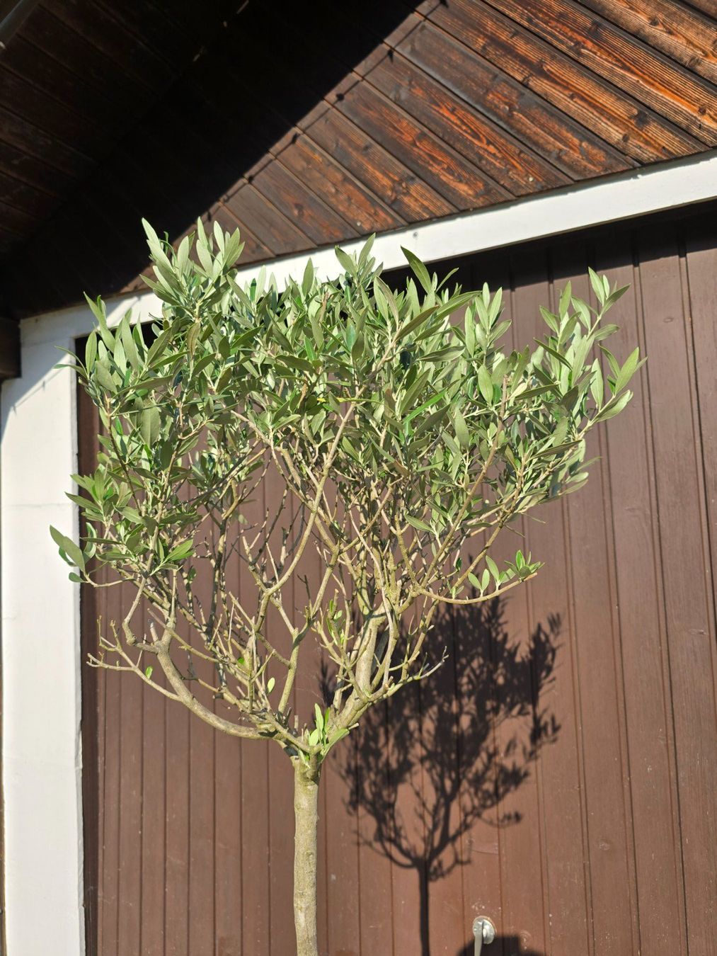 Plantes & graines: Olivenbaum Hochstamm – D'occasion à Aarburg par popkorn65 2