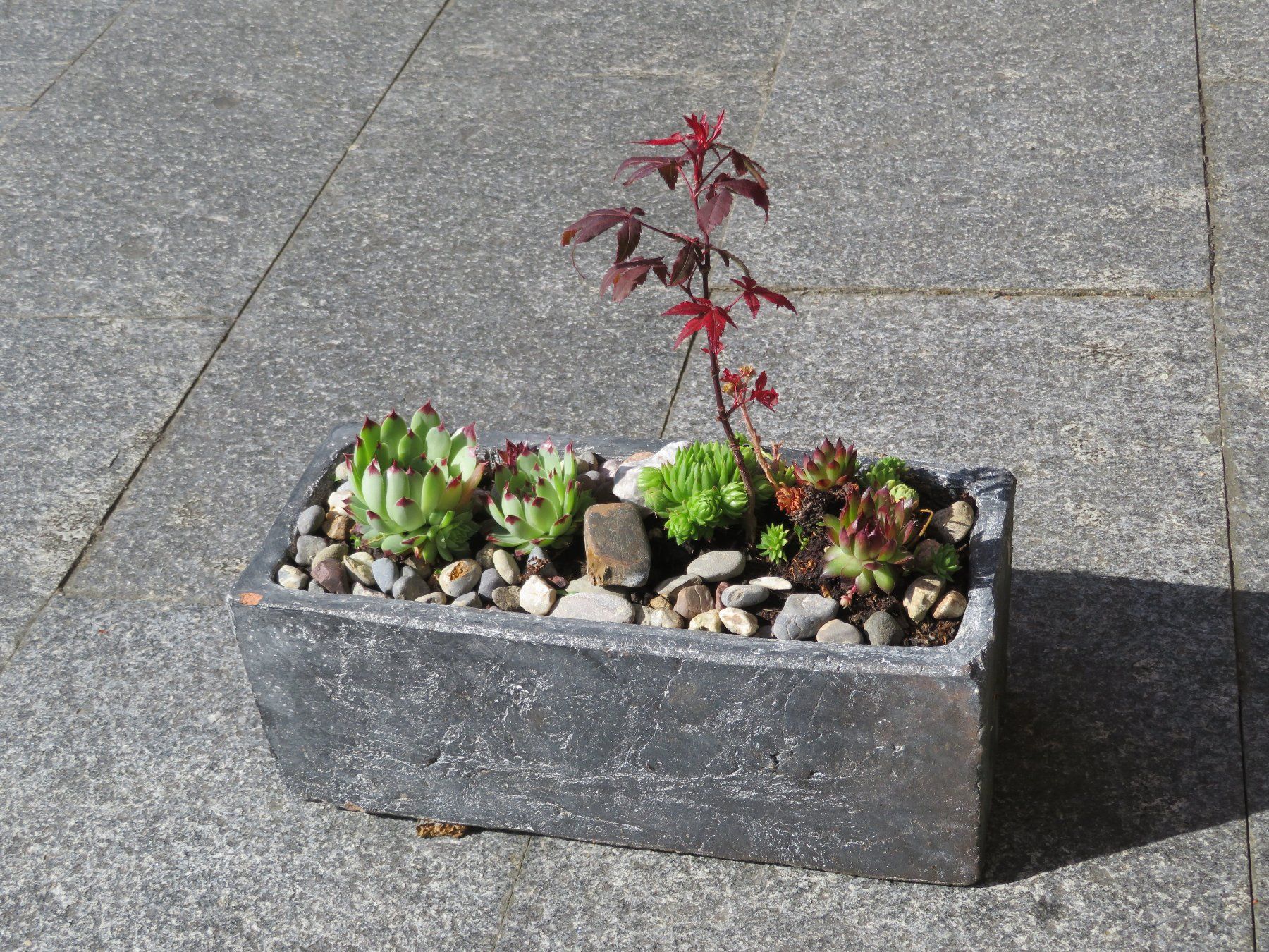 Vasi per fiori: Ton-Pflanzgefäss anthrazit mit winterharter Bepflanzung – Usato da Kehrsatz venduto da Heikas