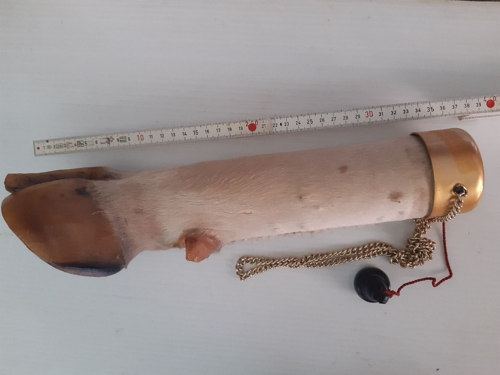 Welt der Tiere: PIED DE VACHE . Taxidermie – Neu (gemäss Beschreibung) aus Genève von dieudedieu 2