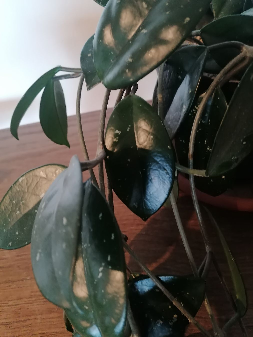 Piante & sementi: Hoya Carnosa +100 cm – Usato da Le Mont-Pèlerin venduto da dundun1 6