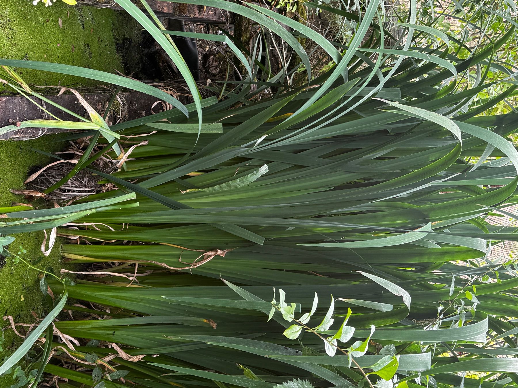 Piante & sementi: Iris d’eau bassin – Usato da Lajoux JU venduto da Briard0
