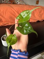 Baby Plant - Plante d'intérieur Alocasia Stingray Semi-hydro