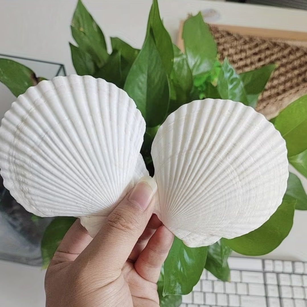 Alle Dekorationen: Real Scallop Shells Muscheln – Neu und originalverpackt aus Zürich von agichristine 2