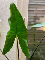 Alocasia Zebrina Black Stem Large Rhizome Active Grow Point
