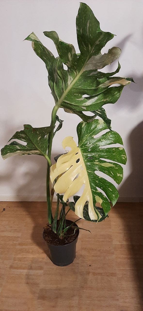 Plantes & graines: Grosse Monstera Thai Constellation 'Creme Brulee' Half-Moon – Neuf (Voir description) à Murg par rog_9fkd 2