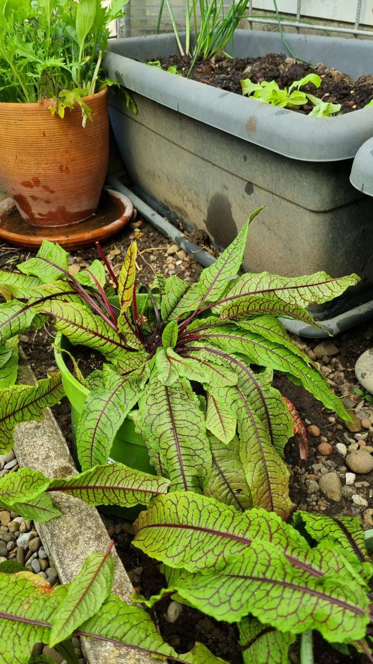 Piante & sementi: Blutampfer - Rumex sanguineus – Usato da Oberentfelden venduto da Myri13 3