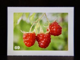 MIGROS MANIA Nature Detectives Nr. 69