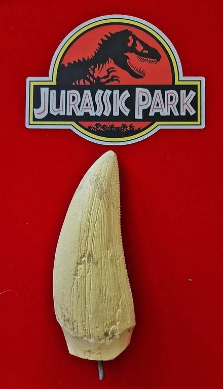 Giocattoli: JURASSIC PARK Authentique Dent du T-Rex – Usato da Sembrancher venduto da did_mkx2 1