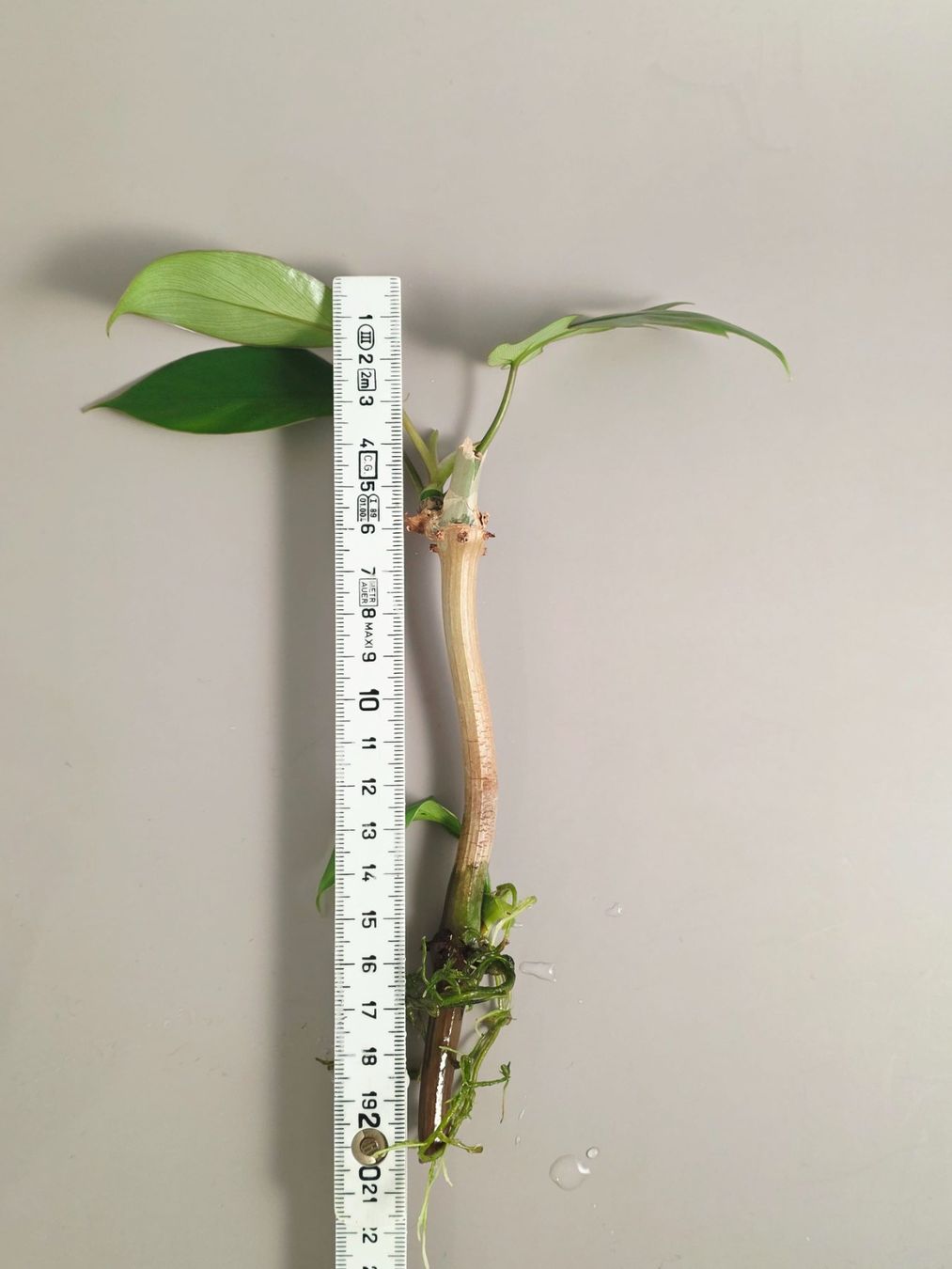 Piante & sementi: Philodendron mayoi Steckling – Nuovo (secondo la descrizione) da Gerolfingen venduto da Azora 2